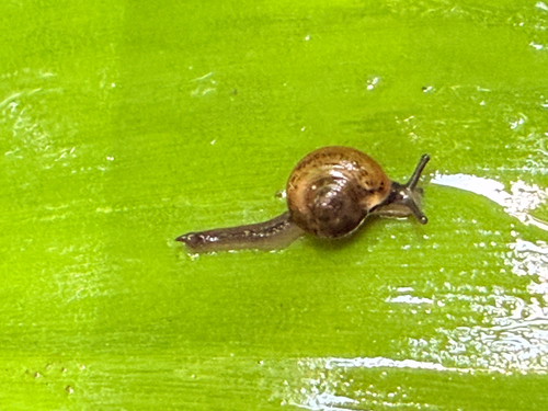 Ovachlamys fulgens observed 2026-05-09