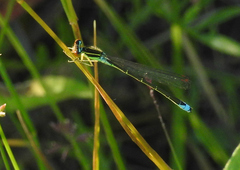 Enallagma antennatum