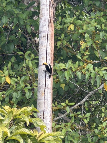 Golden-naped Woodpecker (Melanerpes chrysauchen), photo 3