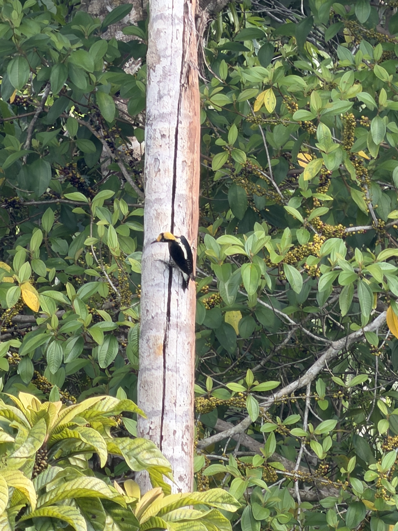 Golden-naped Woodpecker (Melanerpes chrysauchen), photo 3