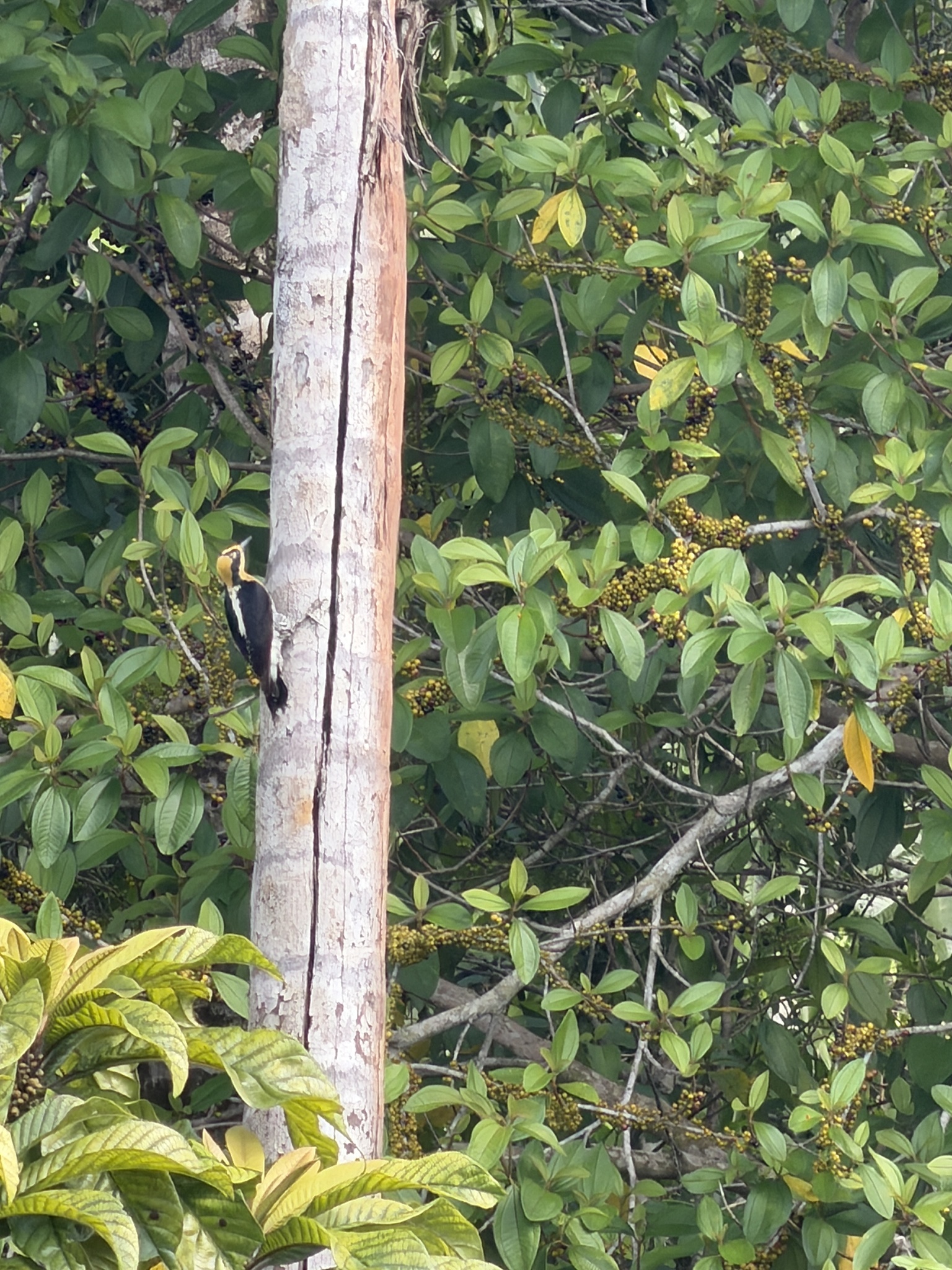 Golden-naped Woodpecker (Melanerpes chrysauchen), photo 4