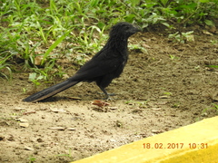 Crotophaga sulcirostris