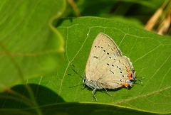 Satyrium acadica