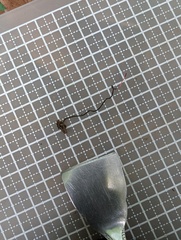 Ophiocordyceps asiana