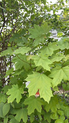 Norway Maple