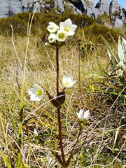 Gentianella tenuifolia