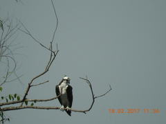 Pandion haliaetus