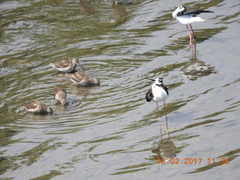 Himantopus mexicanus