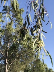 Eucalyptus thozetiana