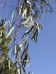 Eucalyptus thozetiana