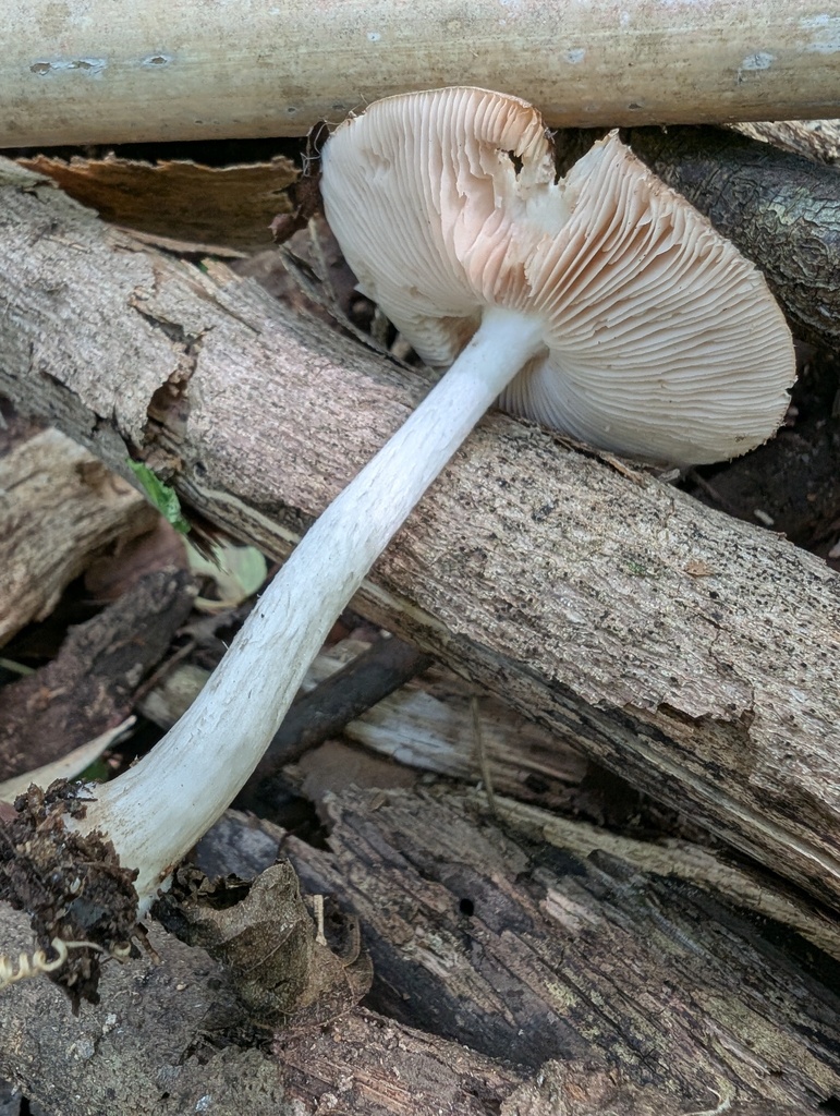 Pluteus cervinus · May 2026 · photo: © atsushi_nakajima_cirque (iNaturalist, cc-by)