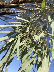 Eucalyptus coolabah
