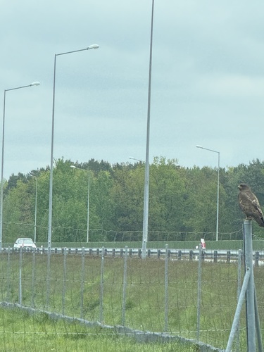 Common Buzzard