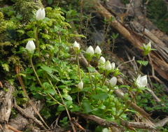 Gentianella grisebachii