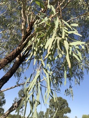 Eucalyptus coolabah