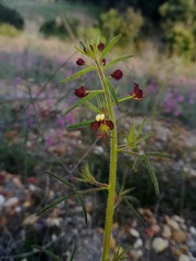 Cleome violacea