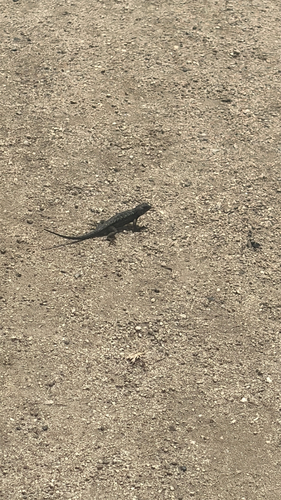 iNaturalist observation photo of Western Fence Lizard