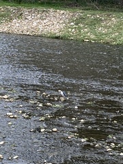 Nycticorax nycticorax