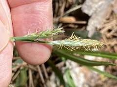 Carex laxiflora