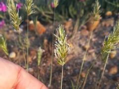 Anthoxanthum aristatum