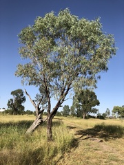 Eucalyptus coolabah