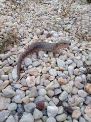 Cyclodomorphus gerrardii