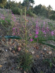 Cleome violacea