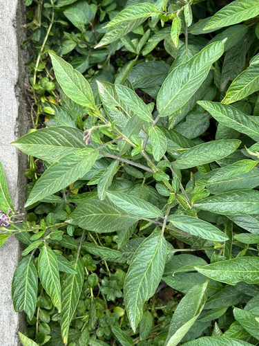 pepino
