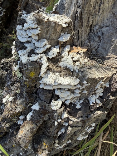 iNaturalist observation photo of hairy curtain crust
