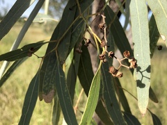 Eucalyptus coolabah