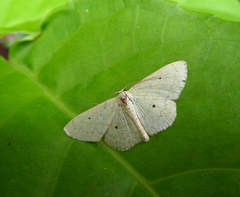 Scopula emma