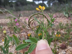 Coronilla repanda