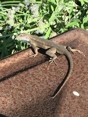 Sceloporus occidentalis