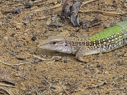 Giant Ameiva