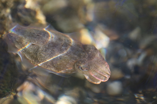 Ascarosepion plangon