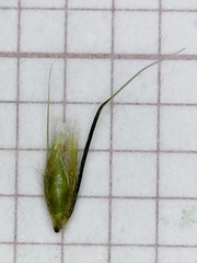 Anthoxanthum aristatum