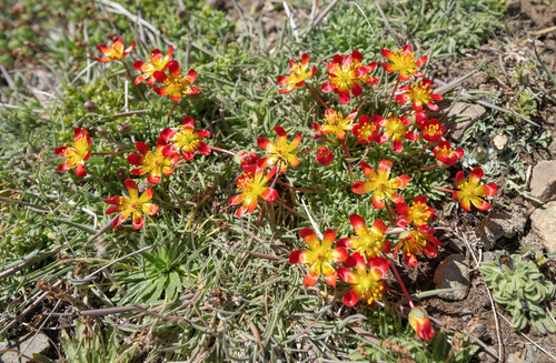 Calandrinia caespitosa, photograph 5