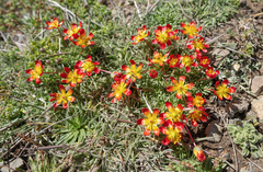 Calandrinia caespitosa, photograph (c) Morten Ross, some rights reserved (CC BY)