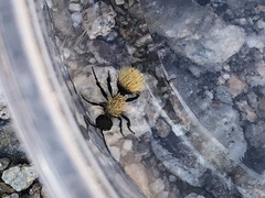 Dasymutilla atricauda