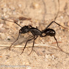 Rhytidoponera punctiventris