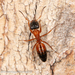 Black-headed Strobe Ant - Photo (c) Mark Ayers, some rights reserved (CC BY-NC)