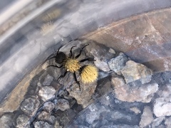 Dasymutilla atricauda