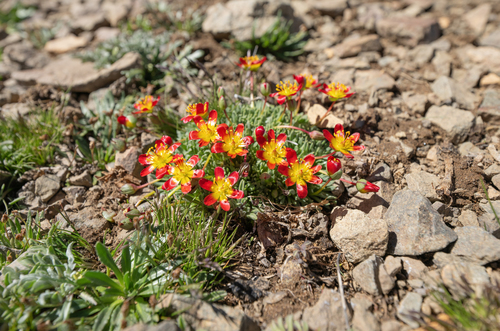 Calandrinia caespitosa, photograph 4