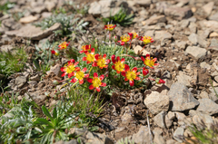 Calandrinia caespitosa, photograph (c) Morten Ross, some rights reserved (CC BY)