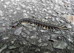 Scolopendra japonica