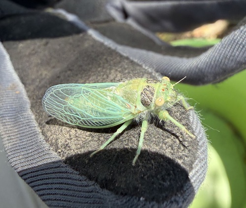 iNaturalist observation photo of Typical Cicadas
