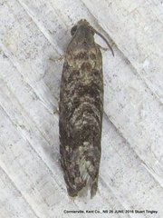 Grapholita packardi