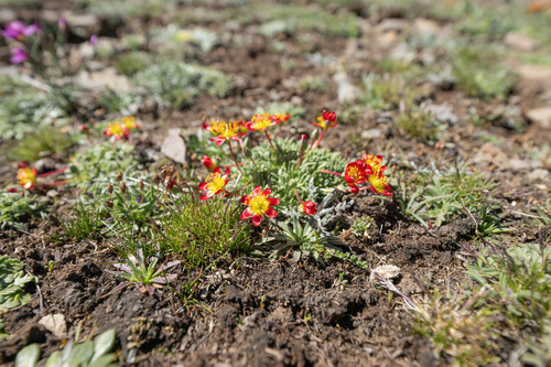 Calandrinia caespitosa, photograph 2