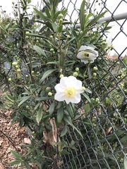 Carpenteria