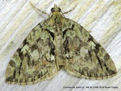 Hydriomena divisaria